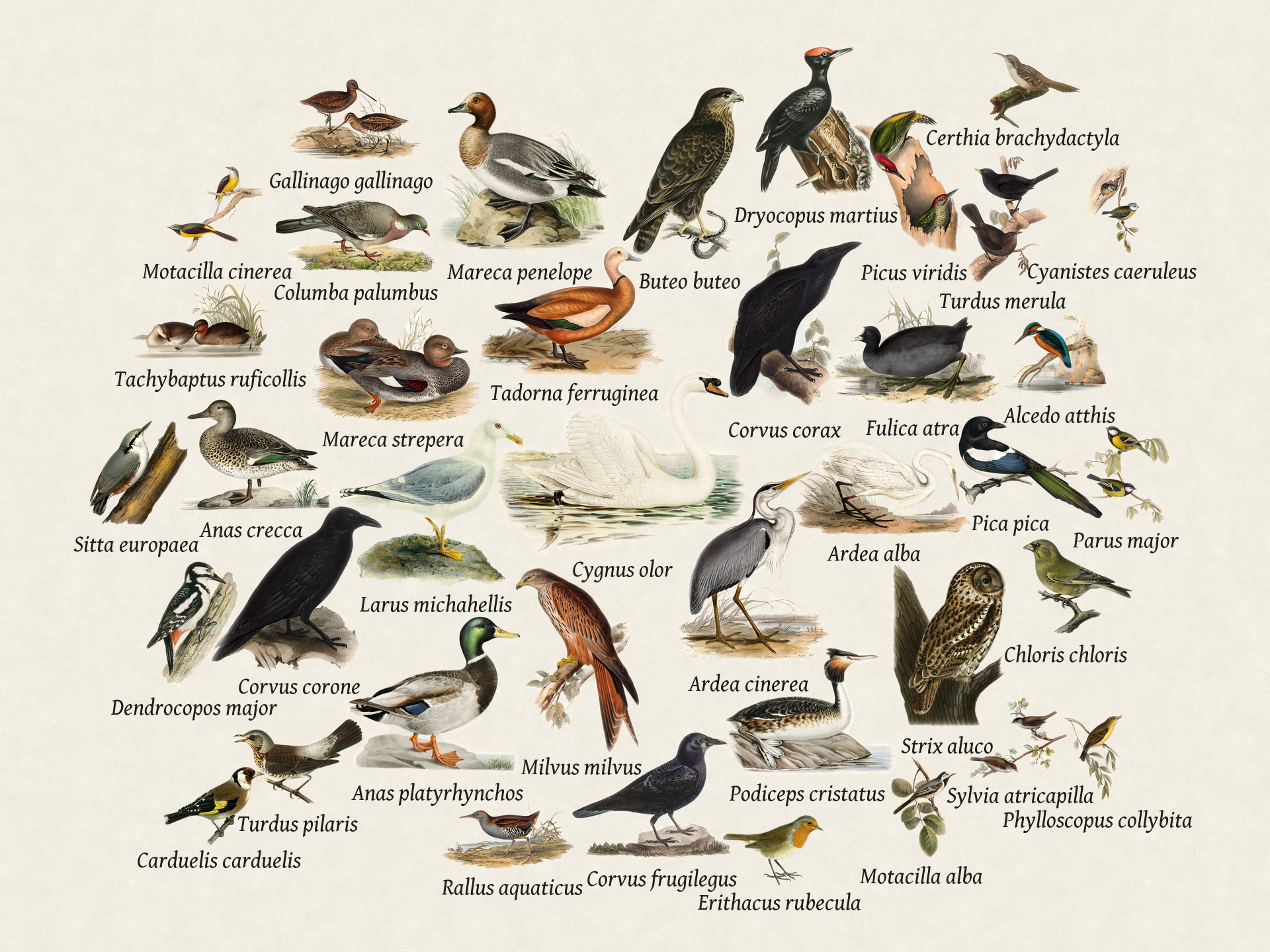 Birds seen recently